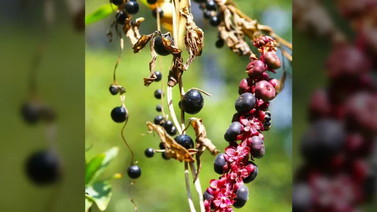 احتيال نباتي بارع: نبتة تخدع الطيور بثمار "مزيفة" لتضمن بقاءها