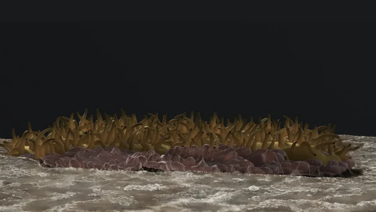 أحفورة "البانك روك": كائن إسفنجي يعيد كتابة تاريخ الحياة المبكرة