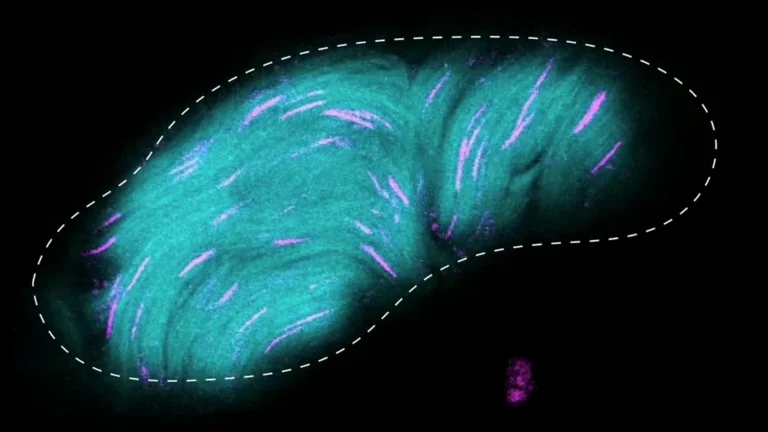 أطول من جسدها: كيف تحشر ذبابة الفاكهة حيواناتها المنوية دون تشابك؟