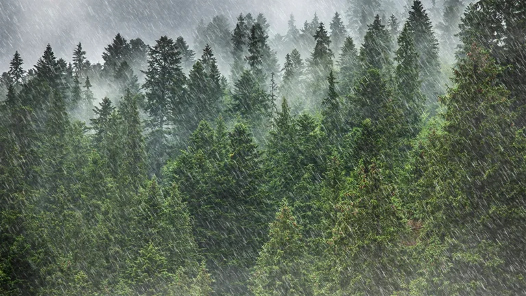 جزيئات حيوية في الغيوم: هل تتحكم البكتيريا في هطول المطر؟